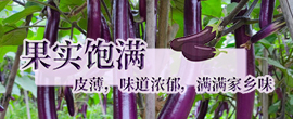 仪陇种植溯源直供平台 