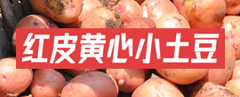 仪陇种植溯源直供平台 