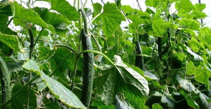 黄瓜种植多久可以收获