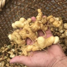 山新鲜5-10年黄精现挖无根须老虎姜现挖药材 新鲜黄精1斤