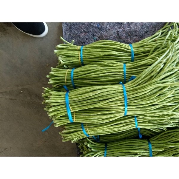 开封精品长豆角，保证质量，欢迎到厂光临