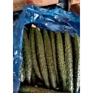 夏邑黄瓜大量求购中