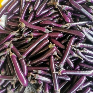 徐闻县的长茄