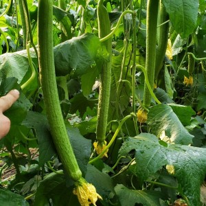 大量求购优质丝瓜。新鲜丝瓜