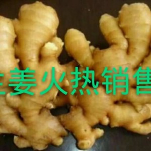 常年求购优质生姜 小黄姜 窖藏老