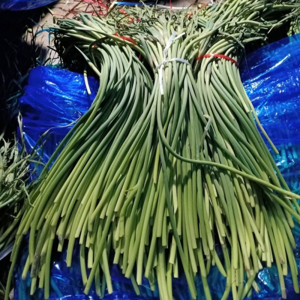 山东冷库蒜薹大量开库销售有红帽白帽货源充足看货定价做到一