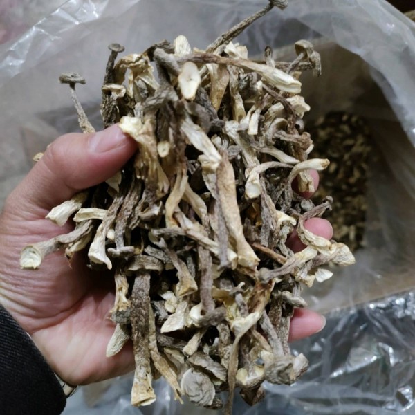 鹿茸菇嫩仔少量现货，250克/包，2包66元非偏远包邮