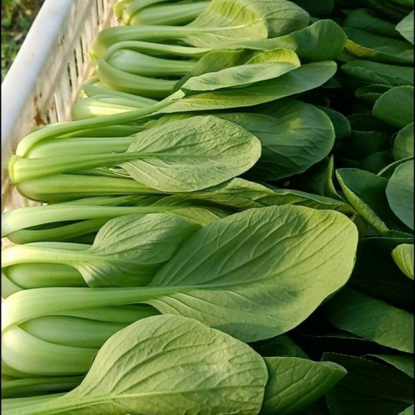 万亩绿叶菜基地，常年供应上海青、奶白菜菠菜、油麦菜等
