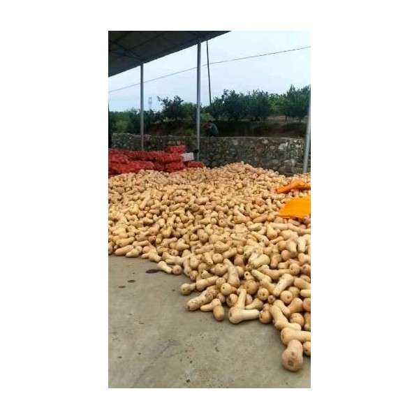 奶油南瓜大量现货2026吨，可供市场，加工厂，养殖场