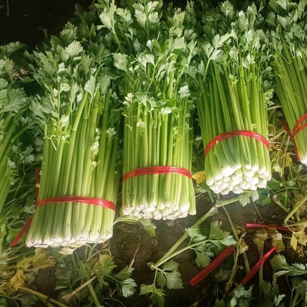 芹菜西芹金乡万亩大棚芹菜上市了！