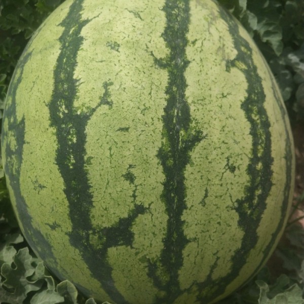 甘肃会宁砂田西瓜