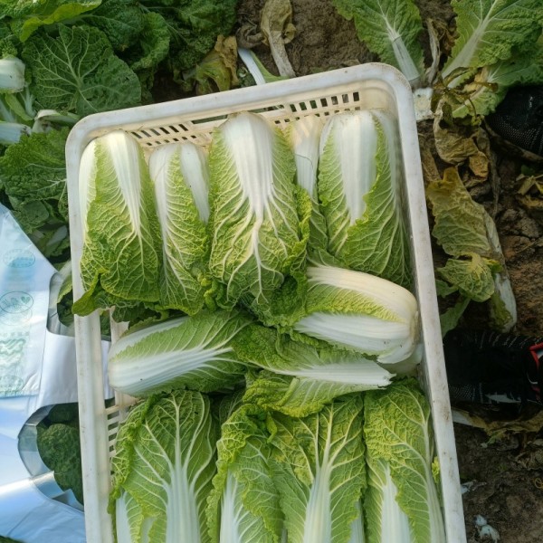 娃娃菜，半斤到3斤。现出现卖