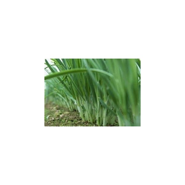 山东聊城韭菜大量上市中 头刀二刀韭菜大量优质好货 联