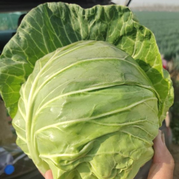 豫西南最大的蔬菜基地，种植甘蓝面积大，品种多，适合全国市