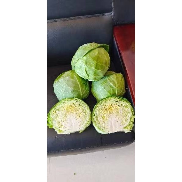 张家口坝上蔬菜种植基地大量供应甘蓝，货源充足保质保量