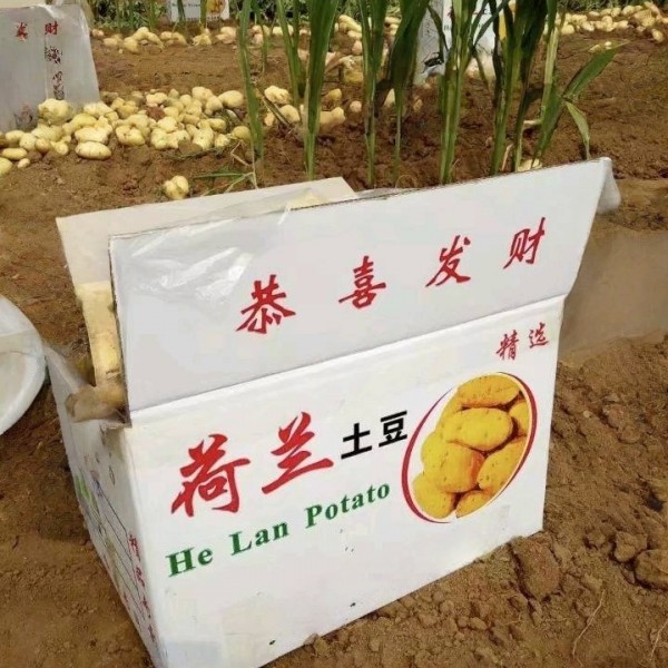 东肥城土豆产区的荷兰十五土豆大量上市供应中，春季大棚新