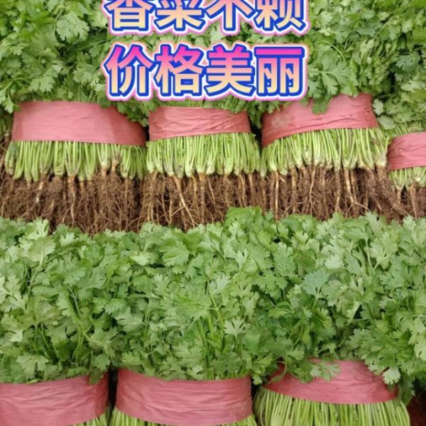 香菜、菠菜、油麦、小葱、生菜、有机花、西兰花、甘兰、大白