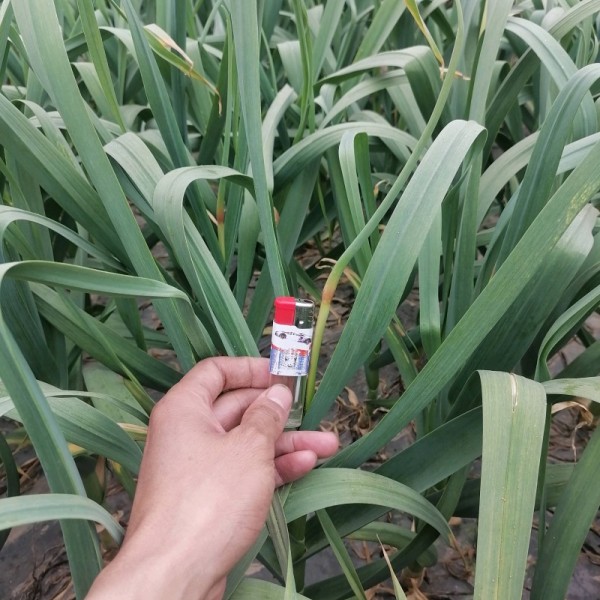 金乡太空蒜苔 马集太空蒜苔即将上市