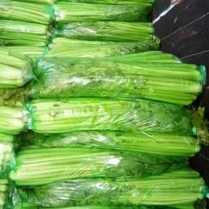 芹菜大量上市，色泽好，无叶斑价格面议