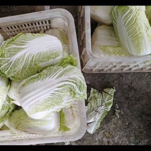 大娃娃菜、小娃娃菜求购，价格随行，剩余不多需要联系
