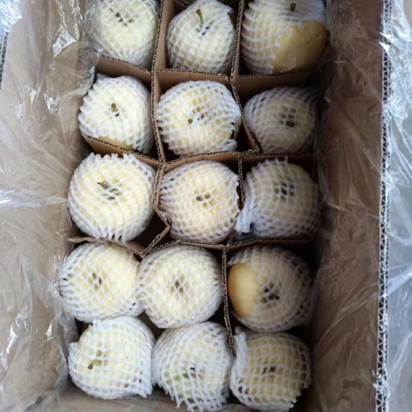甘肃苹果