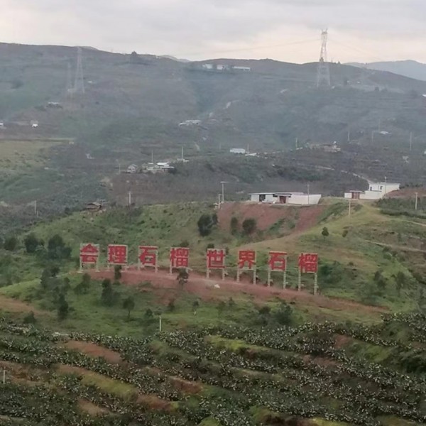 突尼斯软籽石榴