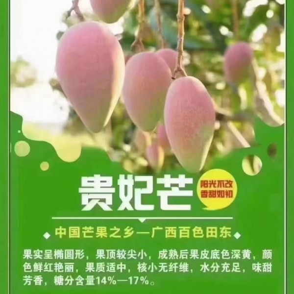 大金煌 台农 贵妃 口感好 欢迎老板采购