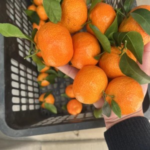砂糖橘