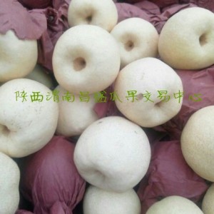 陕西砀山酥梨批发陕西贡梨基地批发