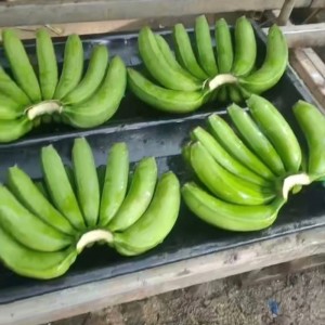 广西香蕉