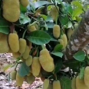 榴莲密
