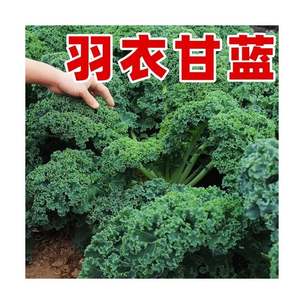 供应绿冠216F1-杂交甘蓝种子