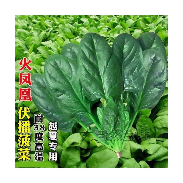供应火凤凰F1-杂交菠菜种子