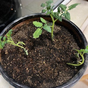 求购妞盾番茄—番茄种苗