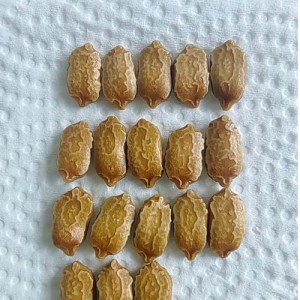 求购新超越—苦瓜种子
